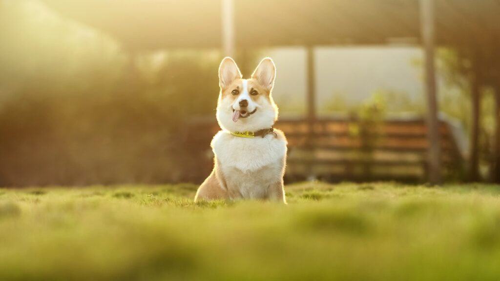Every pet owner wants the comfort of knowing their companion is safe, easy to identify, and supported with the right mix of practical care and everyday reassurance. This is where Pet Tags UK steps in, reshaping how people think about responsible ownership through accessible design, smart functionality, and a genuinely thoughtful understanding of what pets and their humans need. The shift feels simple on the surface, yet it creates a meaningful difference in how families support the animals they love.